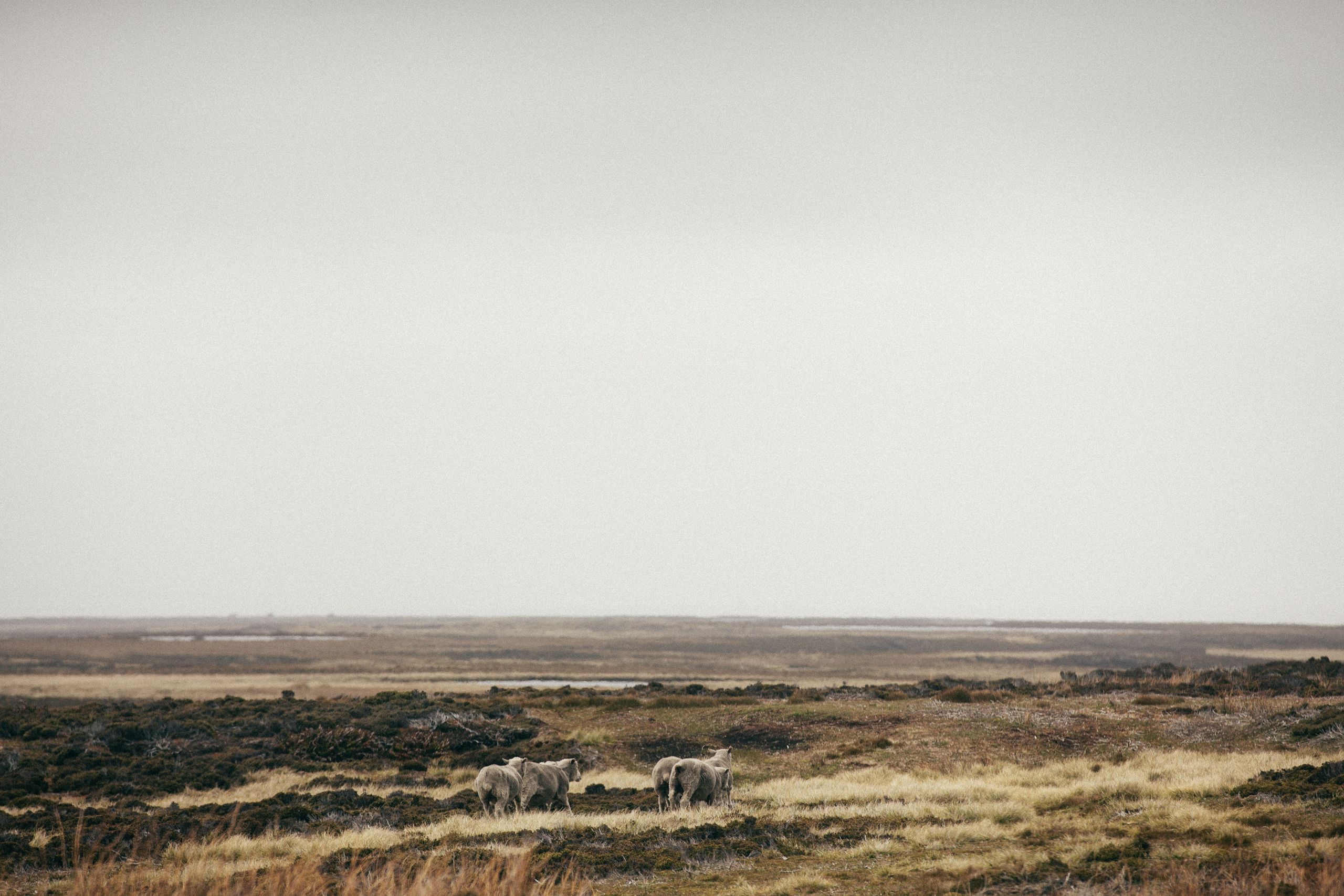 Falkland Islands